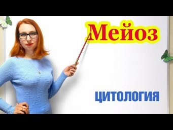 Мейоз