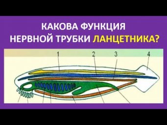 9. Какова функция нервной трубки ланцетника?