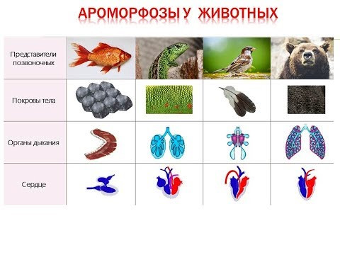 Ароморфозы позвоночных животных. Видео и таблицы Ароморфозы позвоночных животных. Видео и таблицы