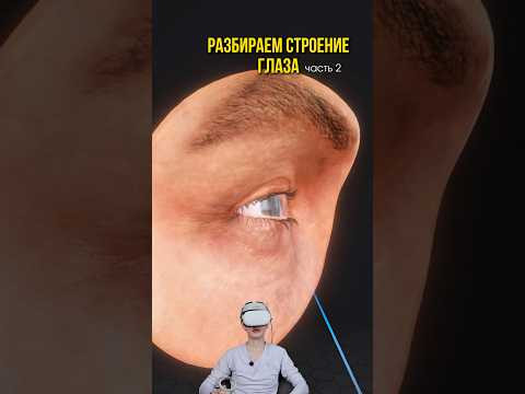 Вторая часть.Разбираем строение глаза 