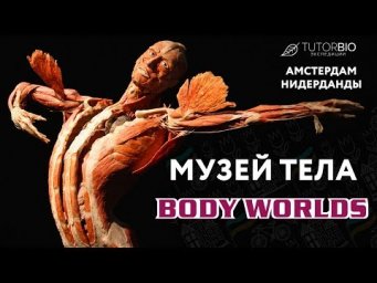 Музей Body Worlds в Амстердаме