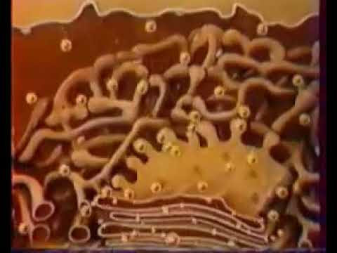 Аппарат Гольджи и ЭПС клетки Аппарат Гольджи и ЭПС клетки