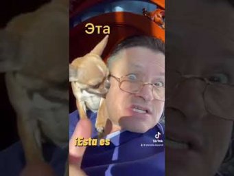 AVECES EL AMOR TIENE FORMA DE PERRO