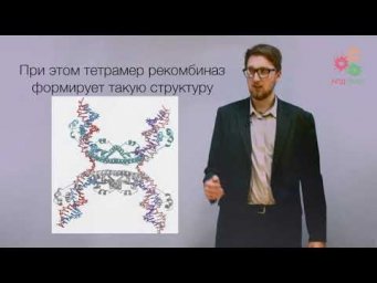 Перестройки генома. Сайт-специфическая рекомбинация (без музыки)