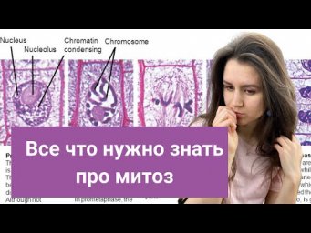 Митоз