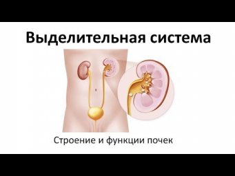9. Выделительная (8 класс) - биология, подготовка к ЕГЭ и ОГЭ 2019