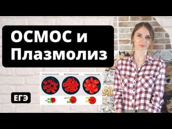 ОСМОС. Плазмолиз. ОСМОС в клетке организма
