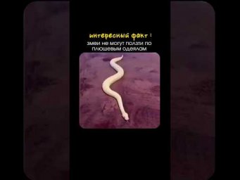 интересный факт из мира животных