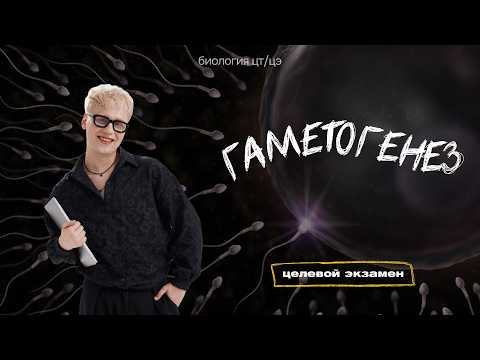 ГАМЕТОГЕНЕЗ. СТРОЕНИЕ ПОЛОВЫХ КЛЕТОК | Целевой экзамен ГАМЕТОГЕНЕЗ. СТРОЕНИЕ ПОЛОВЫХ КЛЕТОК | Целевой экзамен