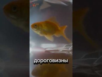 АТОМНАЯ ЗОЛОТАЯ РЫБКА