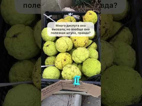 Маклюра-2: честный ответ продавца