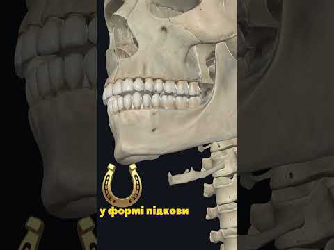 Вивчаємо опорно-рухову систему #нмт #biology Вивчаємо опорно-рухову систему #нмт #biology