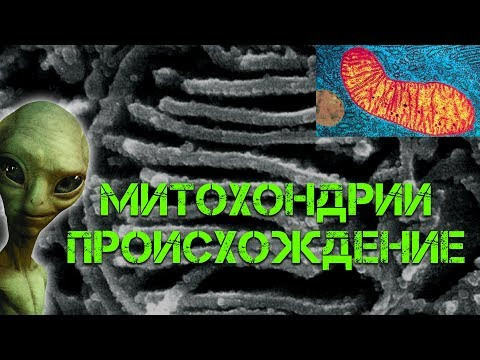 Митохондрии. Происхождение.