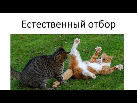 Естественный отбор. Формы естественного отбора. Естественный отбор. Формы естественного отбора.
