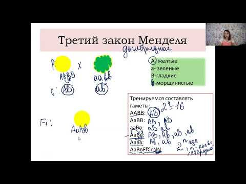 Дигибридное скрещивание. Третий закон Менделя