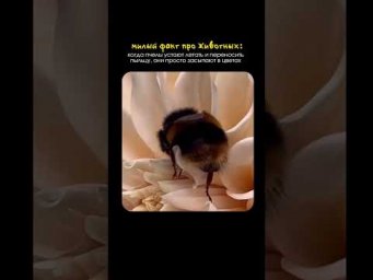 милейший факт из мира животных