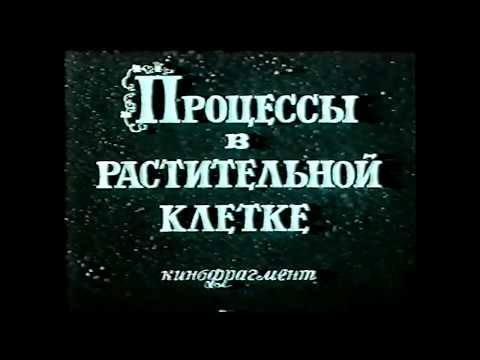 Процессы в растительной клетке. Школфильм. Видеоуроки биологии на egebio.ru