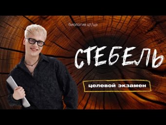 СТЕБЕЛЬ | Целевой экзамен