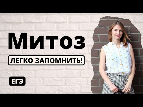 МИТОЗ на понятном языке. Деление клетки митозом МИТОЗ на понятном языке. Деление клетки митозом