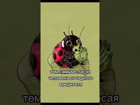 Божьи коровки не такие уж и божьи #биология #егэ #егэ2024 #насекомые #зоология