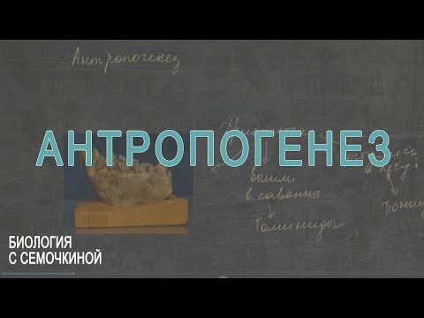 Антропогенез
