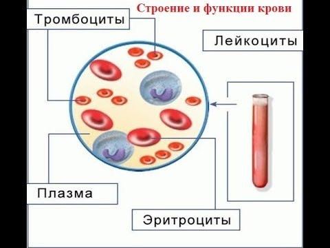 Строение и функции крови. Видеолекция и  задания