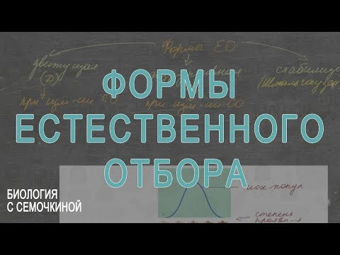 Формы естественного отбора Формы естественного отбора