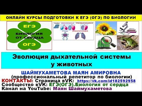 ЭВОЛЮЦИЯ ОРГАНОВ ДЫХАНИЯ У ЖИВОТНЫХ ЭВОЛЮЦИЯ ОРГАНОВ ДЫХАНИЯ У ЖИВОТНЫХ
