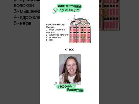 материалы для подготовки в тгк: @webium_bio #биология #егэ #биологияегэ #вебиум