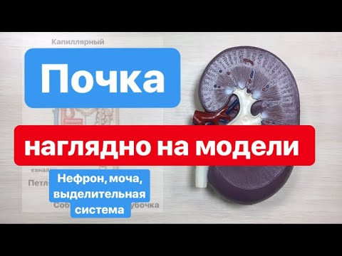 ПОЧКА и нефрон: строение и функции, для ОГЭIЕГЭ.Наглядное строение почки на модели.ЕГЭIОГЭ ПОЧКА и нефрон: строение и функции, для ОГЭIЕГЭ.Наглядное строение почки на модели.ЕГЭIОГЭ