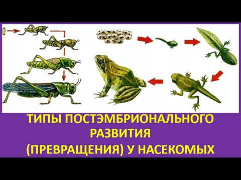40. Типы постэмбрионального развития (превращения) у насекомых