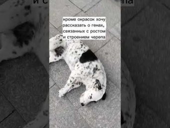 #генетика #собаки
