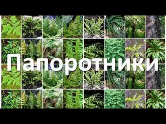 18. Папоротникообразные (6 класс) - биология, подготовка к ЕГЭ и ОГЭ 2019