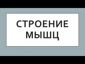 Строение скелетных (поперечно-полосатых) мышц