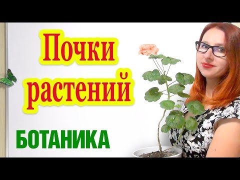 Почки растений. Вегетативные и генеративные почки