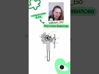 Картинка нефрона попадется на ЕГЭ! 