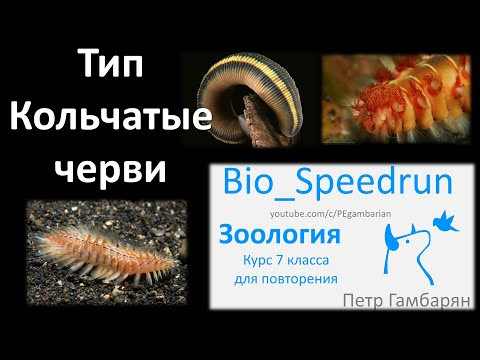 7. Кольчатые черви (Speedrun зоология 7 класс, ЕГЭ, ОГЭ 2021) 7. Кольчатые черви (Speedrun зоология 7 класс, ЕГЭ, ОГЭ 2021)