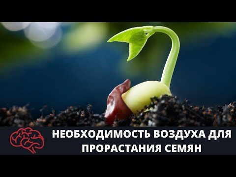 Семя Необходимость воздуха для прорастания семян Опыт Семя Необходимость воздуха для прорастания семян Опыт