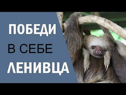 Мне лень... Как побороть лень и начать действовать? Мотивация для учебы