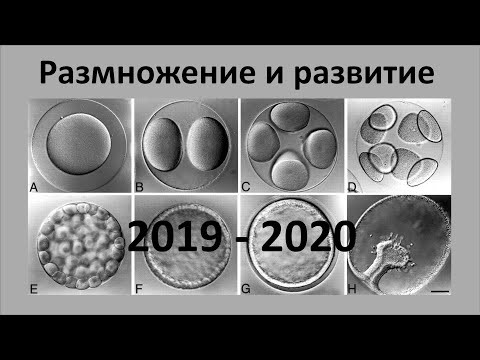 13. Размножение и развитие животных (9 или 10-11 класс) - биология, подготовка к ЕГЭ и ОГЭ 2020 13. Размножение и развитие животных (9 или 10-11 класс) - биология, подготовка к ЕГЭ и ОГЭ 2020