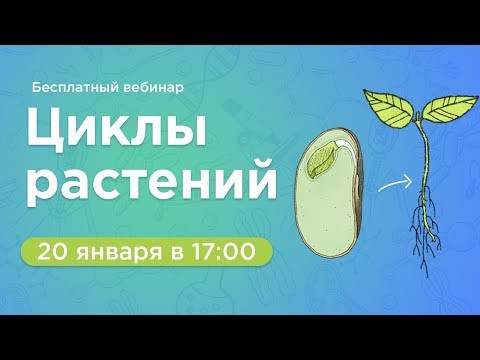 20 января. Циклы растений 20 января. Циклы растений