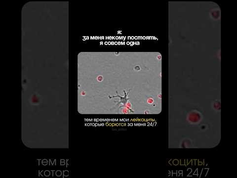 те самые лейкоциты твоего организма те самые лейкоциты твоего организма