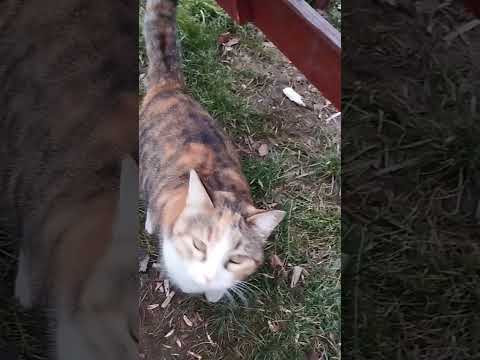 #генетика #кошки #белый #генетика #кошки #белый