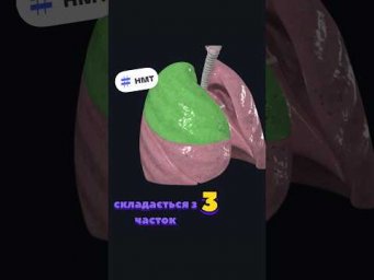 Вивчаємо анатомію разом з BeeBiology #нмт #anatomy #facts
