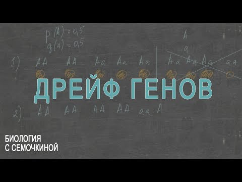Дрейф генов Дрейф генов