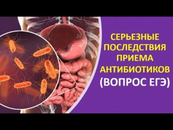 13. Серьезные последствия приема антибиотиков (вопрос ЕГЭ)