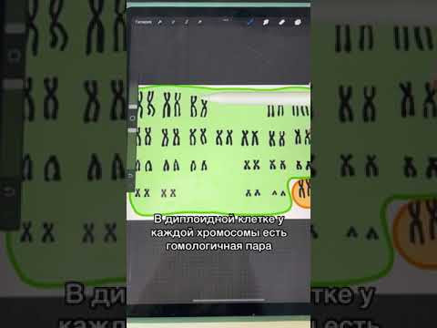В каких клетках диплоидный набор хромосом?