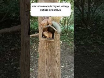 Весь курс на канале будет в плейлисте -экология, ТГ: https://t.me/protistedu #экология