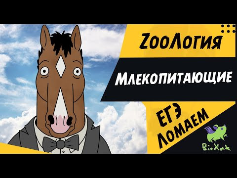 Класс Млекопитающие/ скрипт / домашка /BioXak Класс Млекопитающие/ скрипт / домашка /BioXak