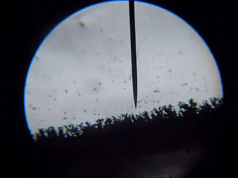 The growth of metalic silver crystals (silver dendrites). Watching under a microscope.